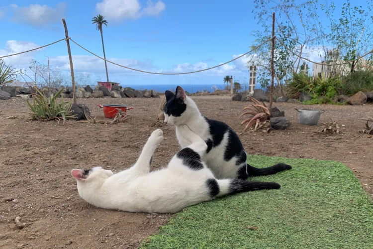 2 black and white cats playing with ocean view and a tall palm tree in the background