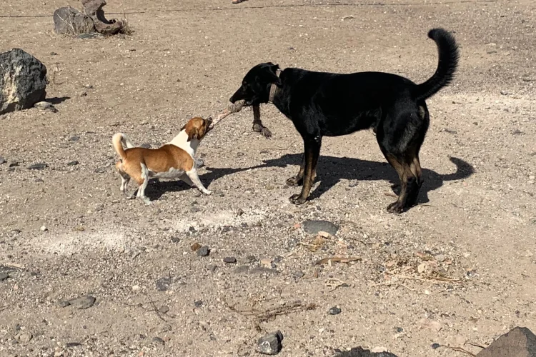 2 dogs playing with a rope