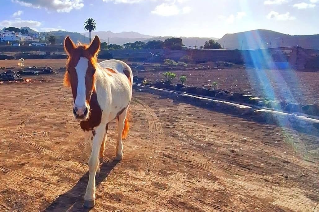 a brown and white horse in the sunshine